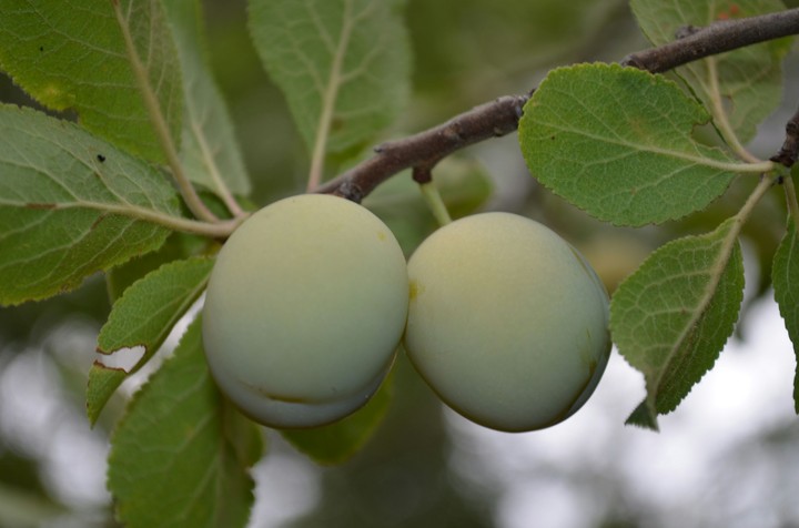 Plums