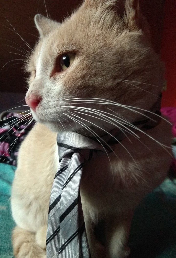 Elegancia gatuna