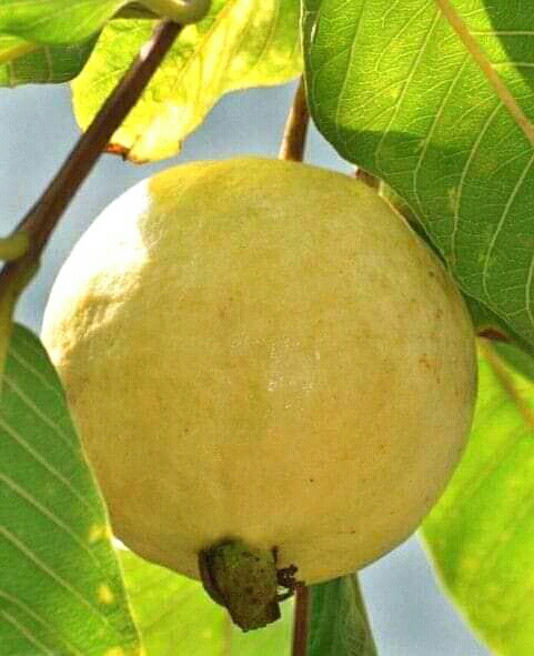 Fruits