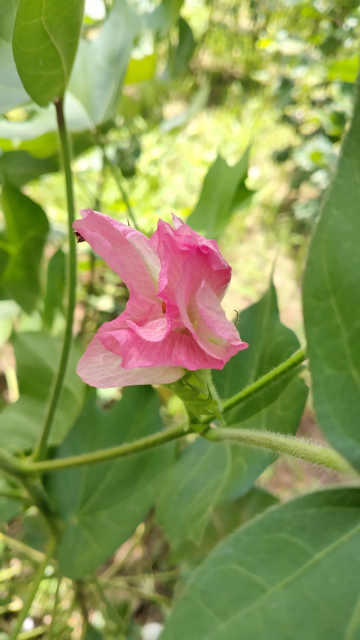 cotton plant