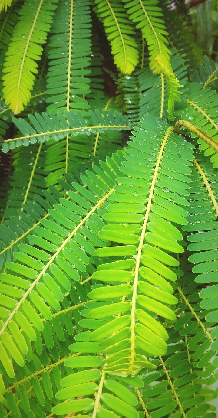 greenery