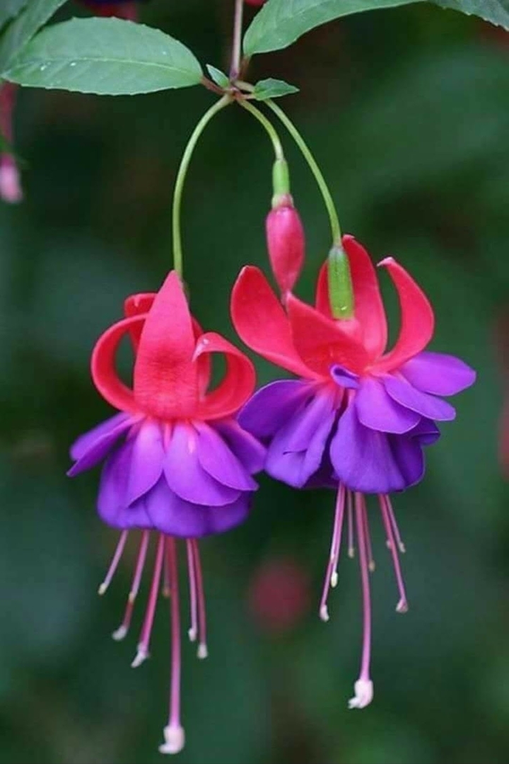 Beautiful pair