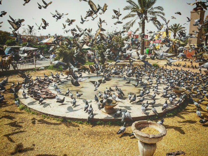 Birds