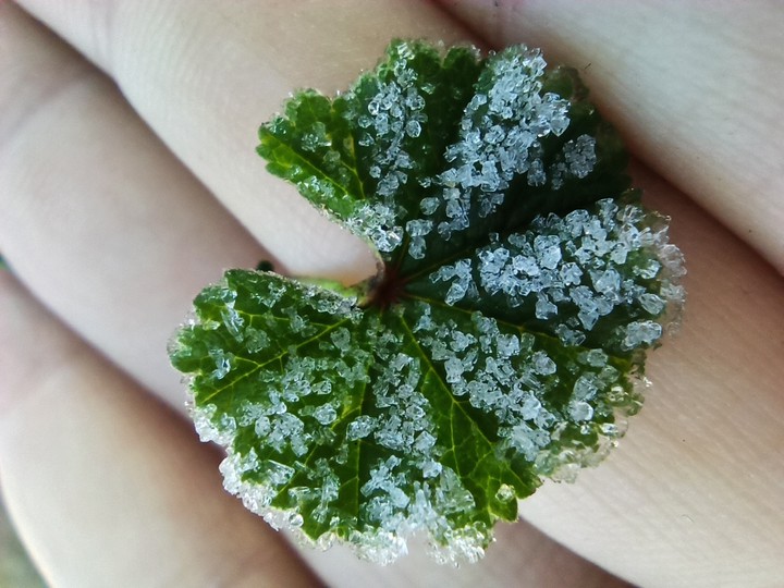 Leaf
