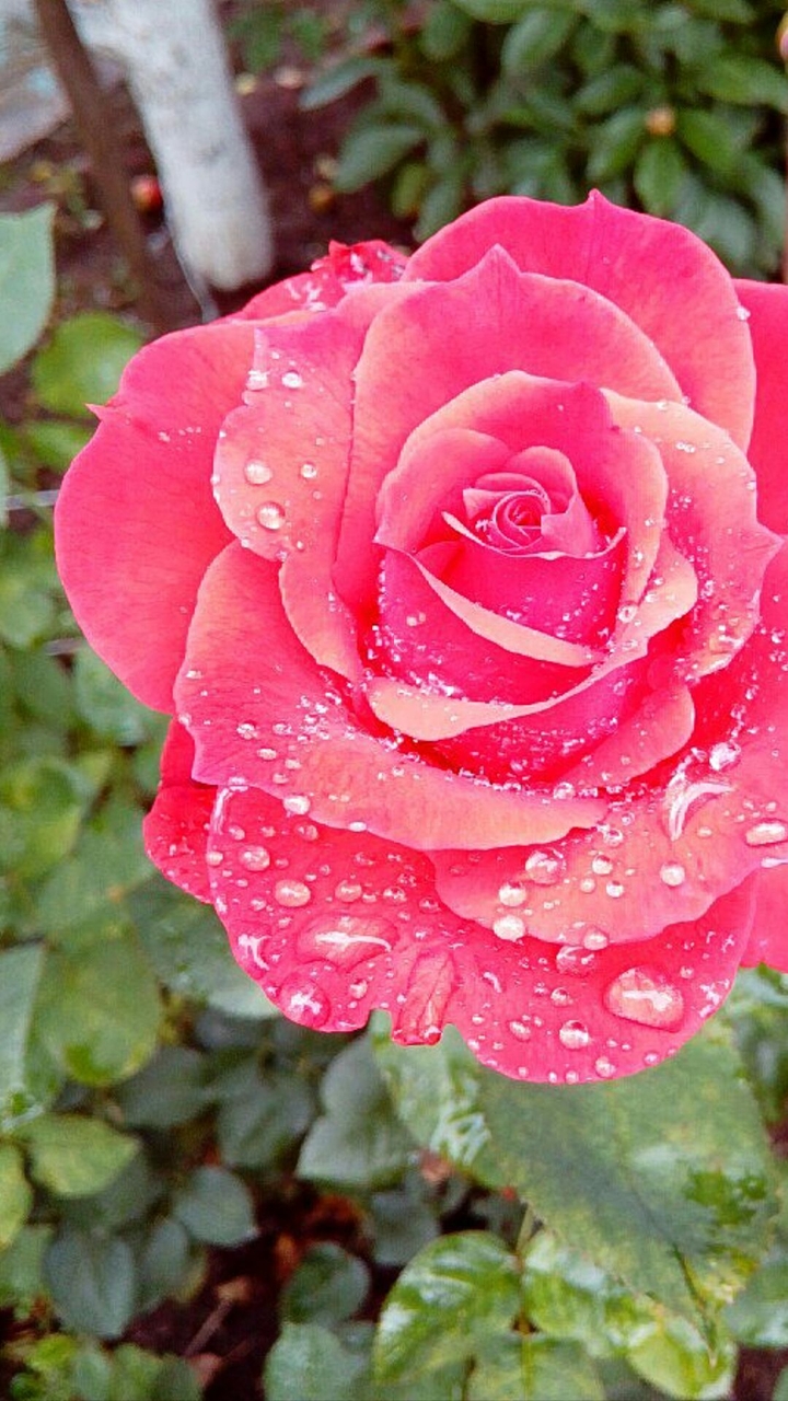 Rose after rain