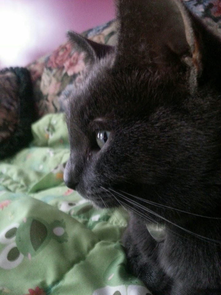 cat