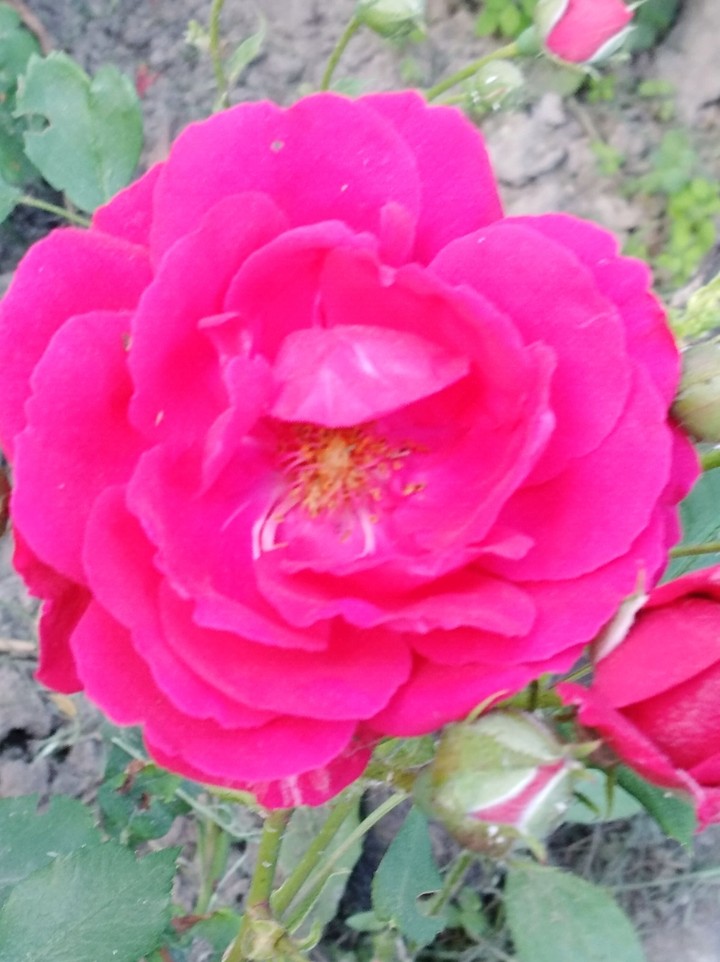 rose