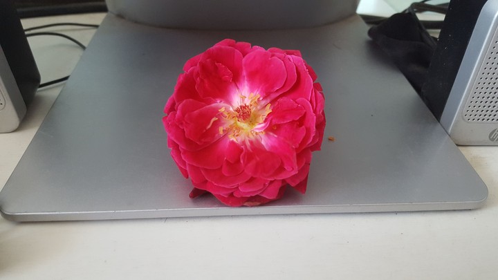 lovely rose