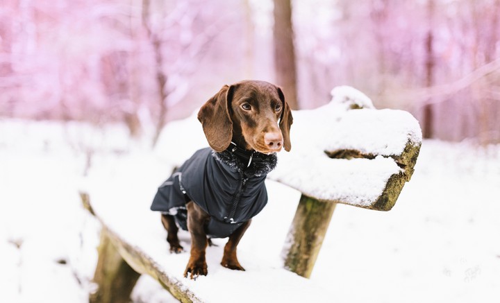Dog