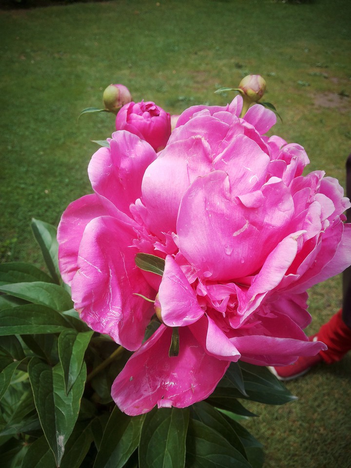 Flower