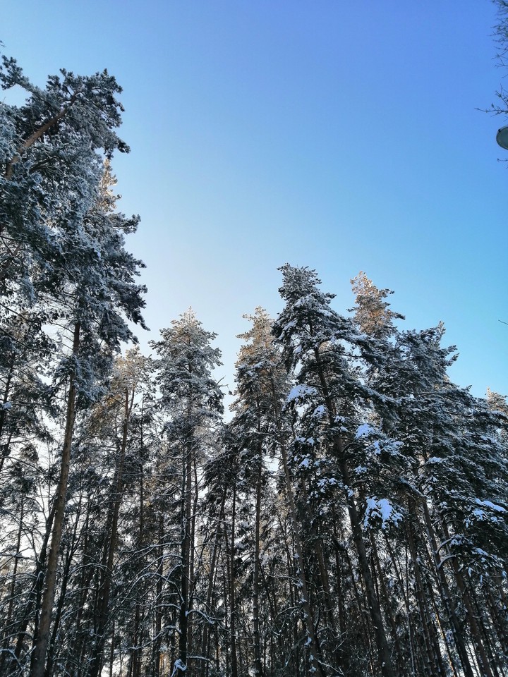 Зимний лес