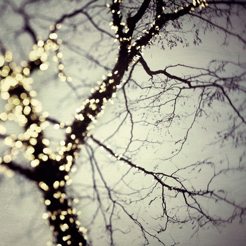 branch, spring wallpapers
