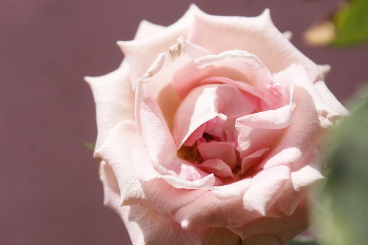 rose