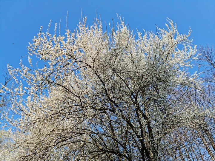 spring