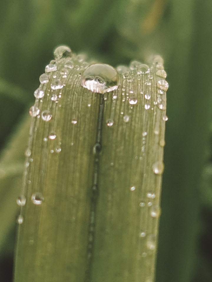 macro