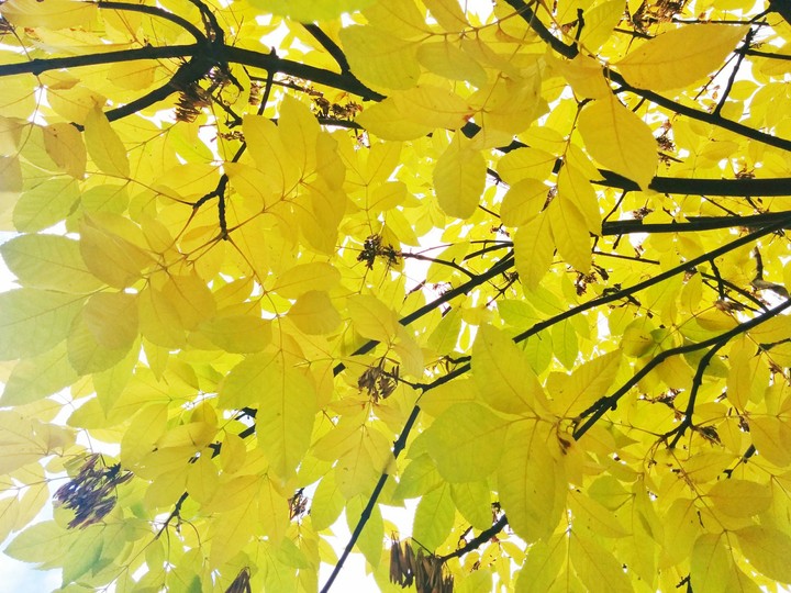 lemon leaves