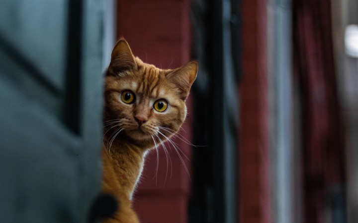 cat