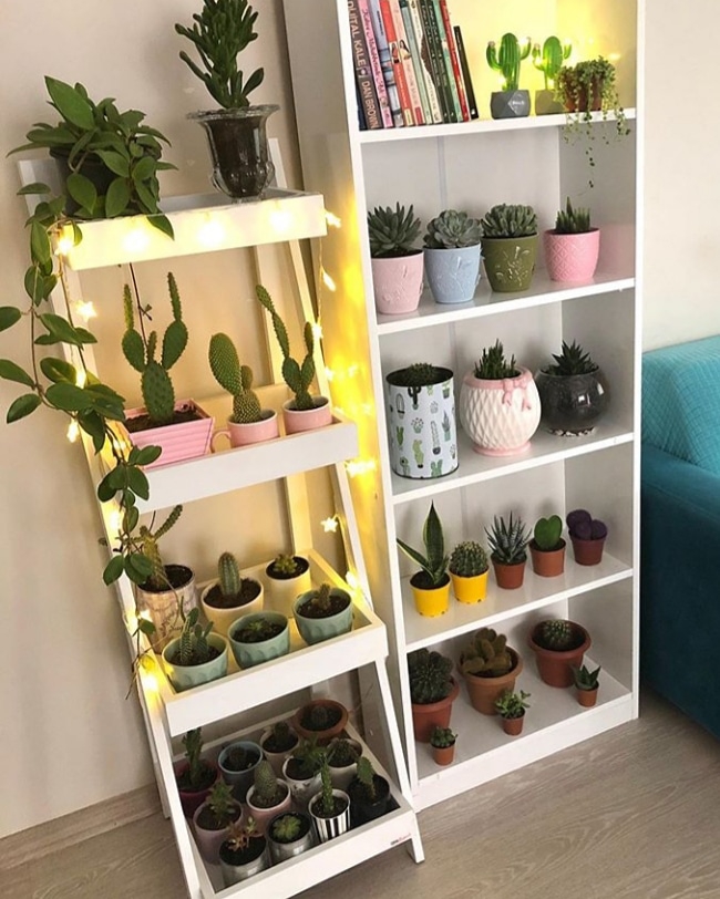 Cactus