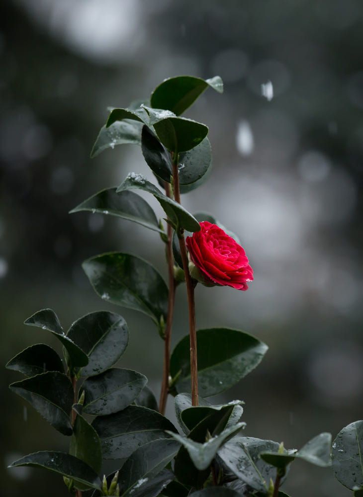 #Beautiful Rose (๑˙❥˙๑)