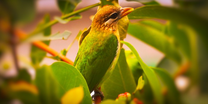 White-cheeked barbet