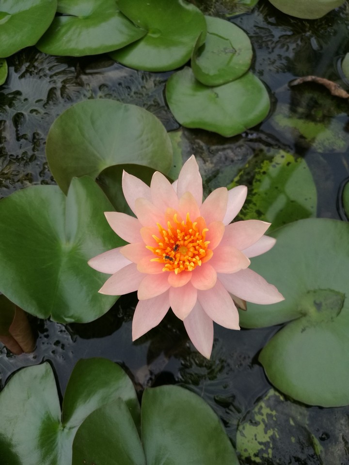 Pink Lotus.