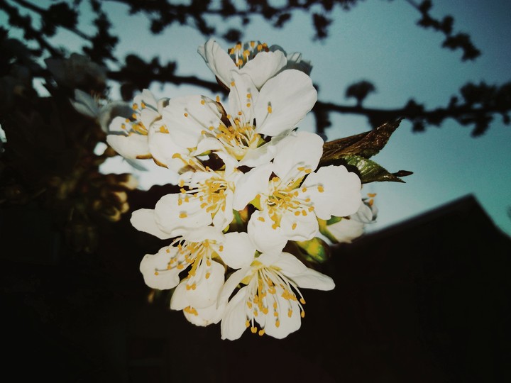 white flower
