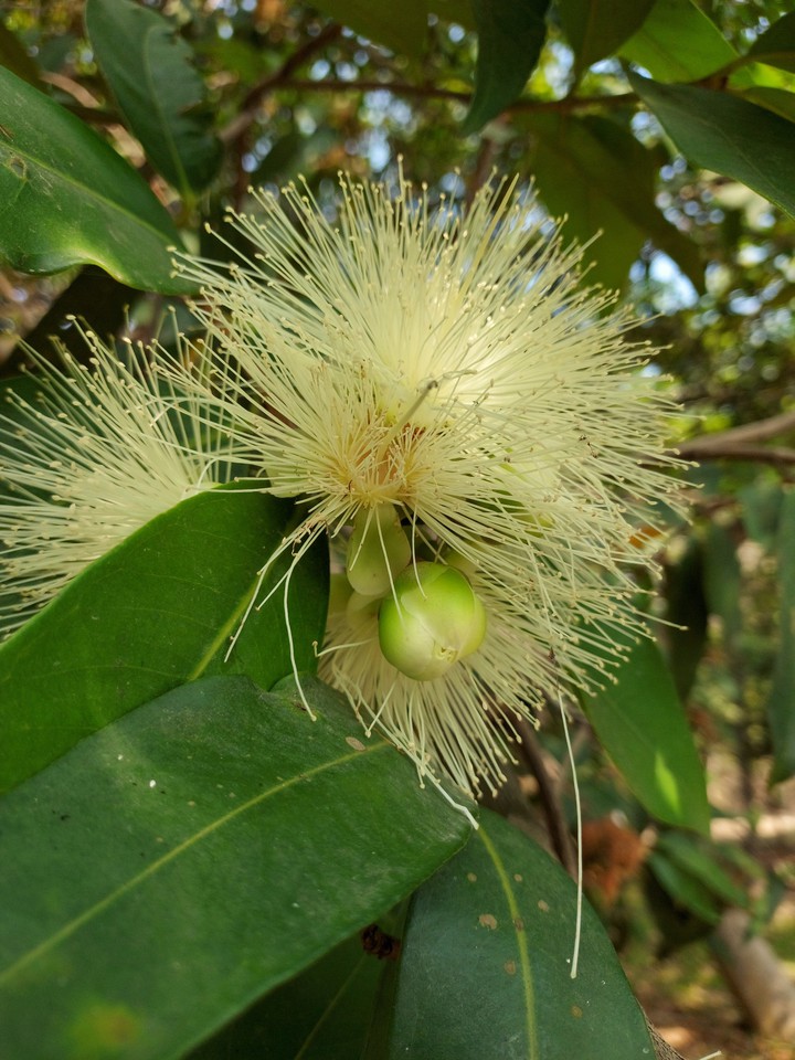 大樹小花