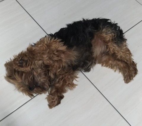 רקעים carnivoran, terrier