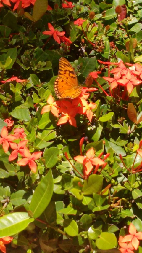 buterfly