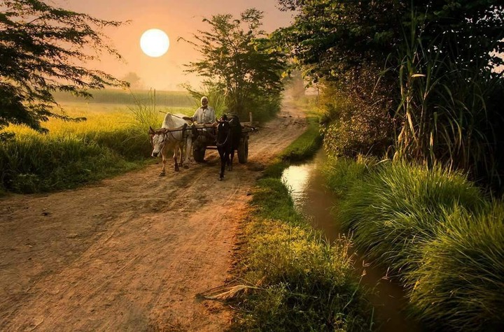 Farmer