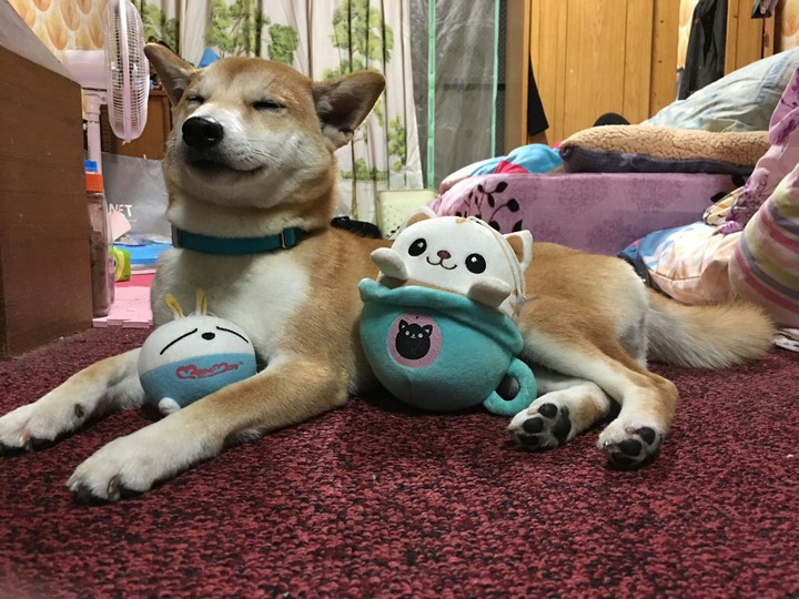 DOG柴