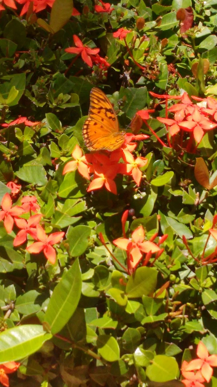 buterfly