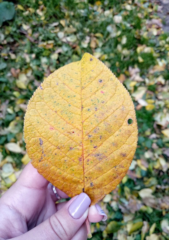Leaf
