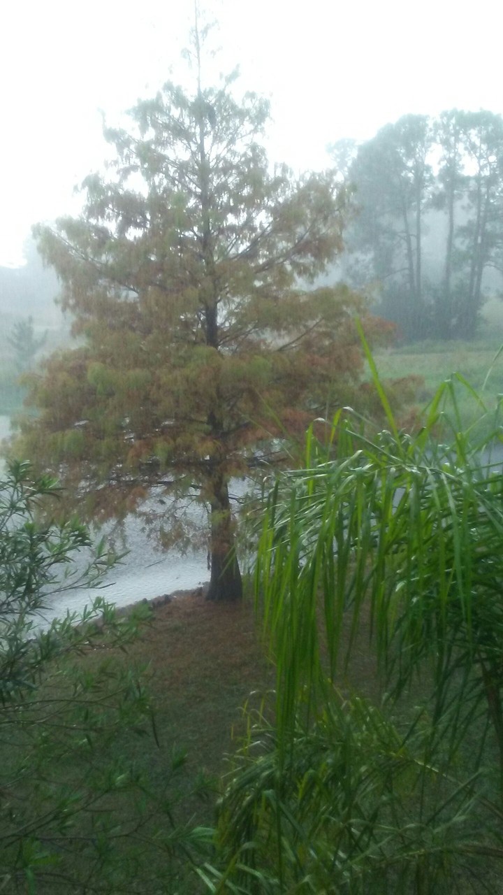 I knew it was going to rain