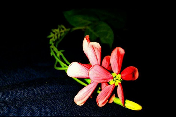 Beautiful Flower