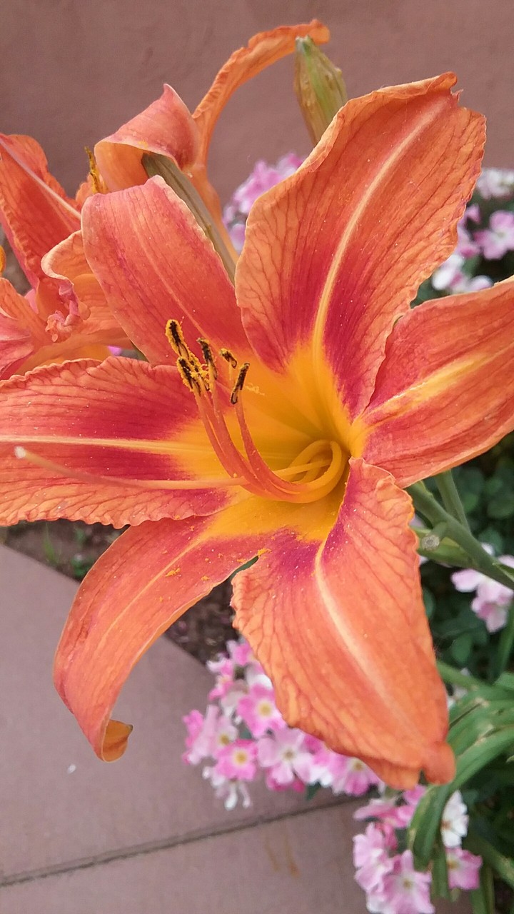 orange flower