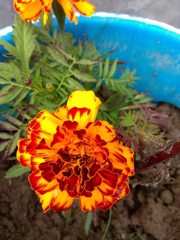 Flower