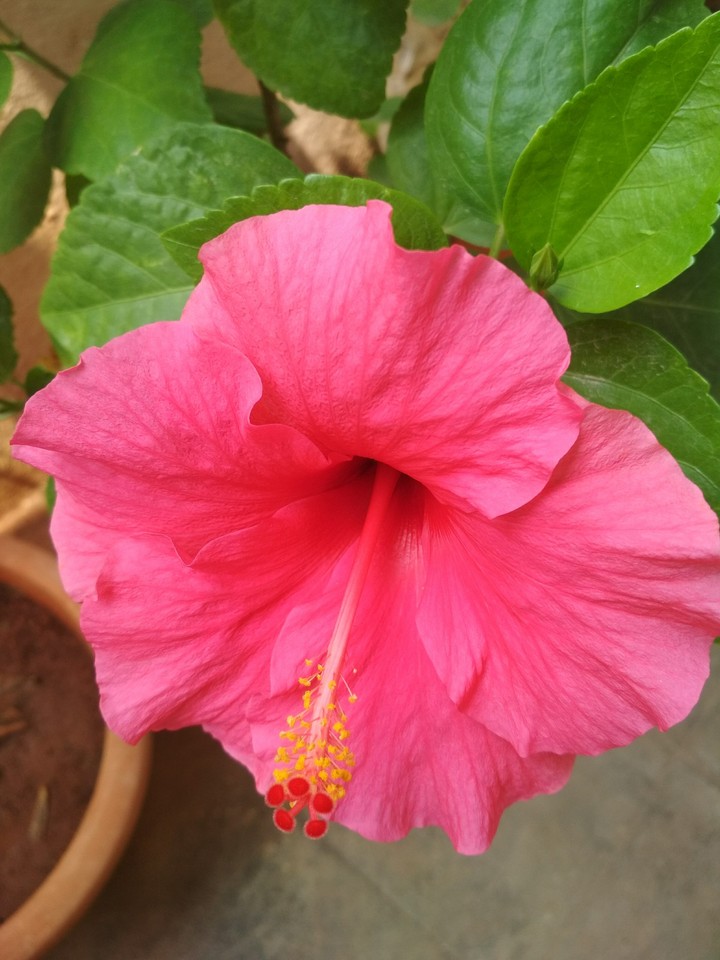 Pink flower