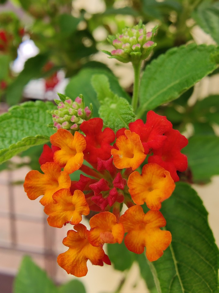 Lantana