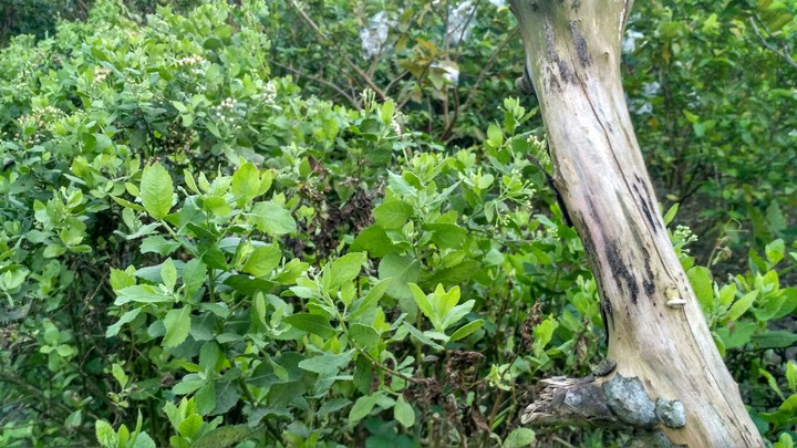 guava tree