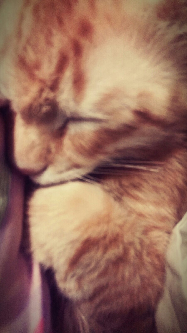 sleeping beauty