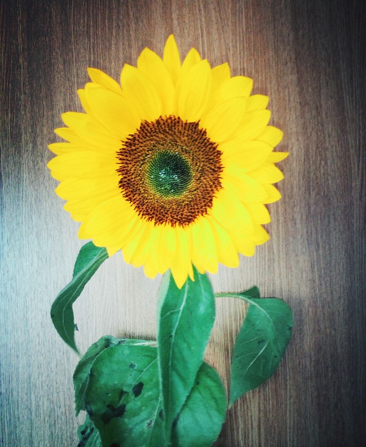 Sunflower for you