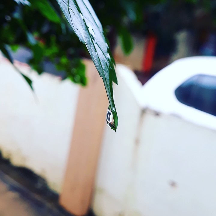 water drps on leaves