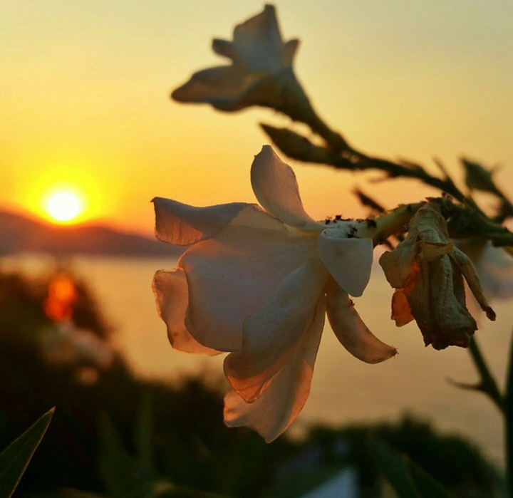 Bodrum (Turkey)