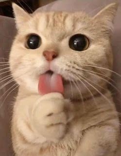 Cute kitten