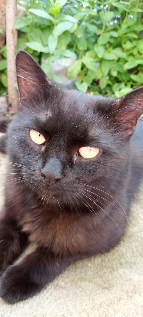 sfondi cat, felidae