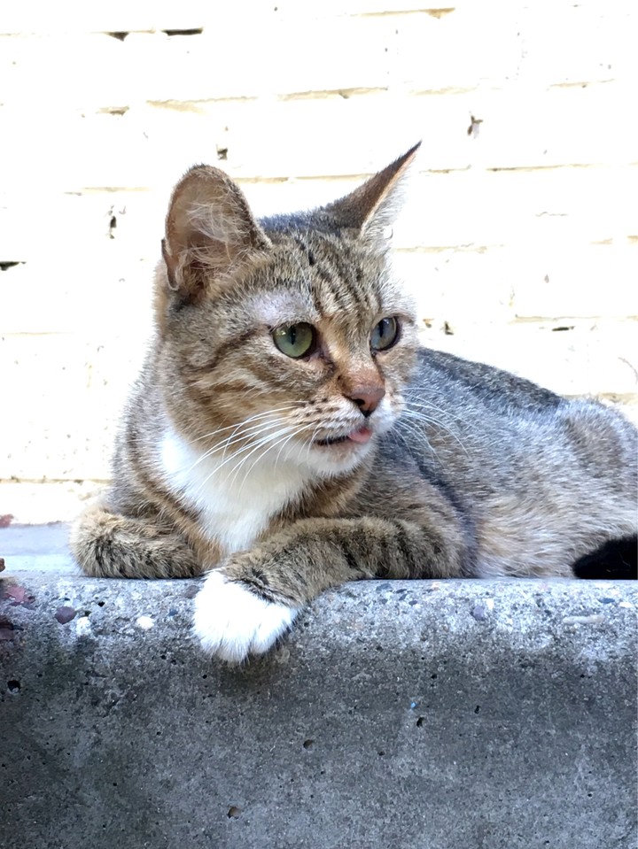 коты