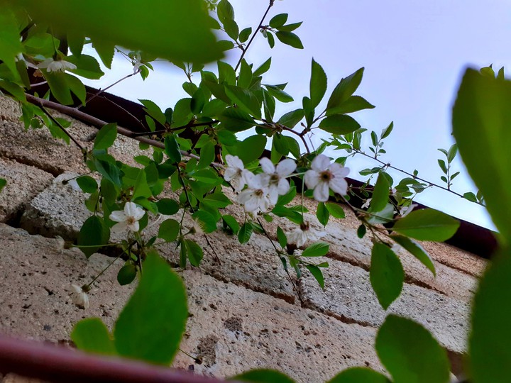 my little flowers