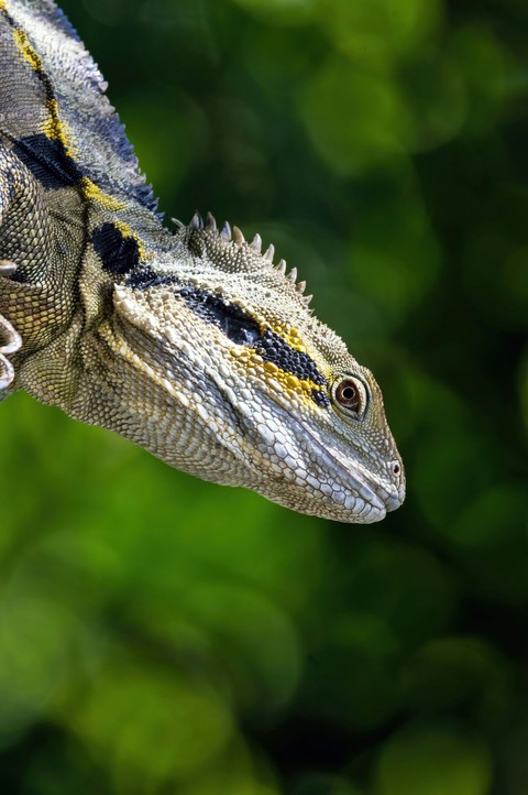 sfondi Close-up, iguanas