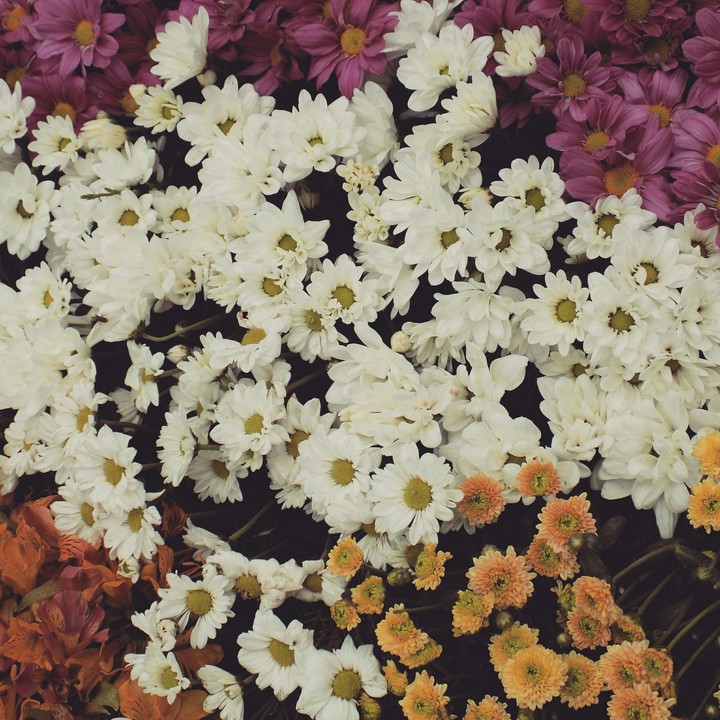 flowers